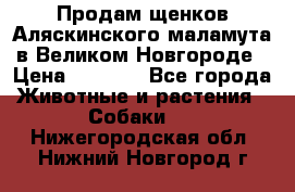 Продам щенков Аляскинского маламута в Великом Новгороде › Цена ­ 5 000 - Все города Животные и растения » Собаки   . Нижегородская обл.,Нижний Новгород г.